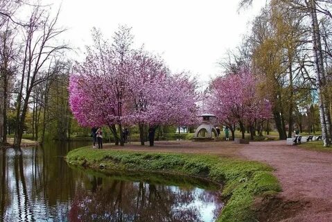 Сакура спб