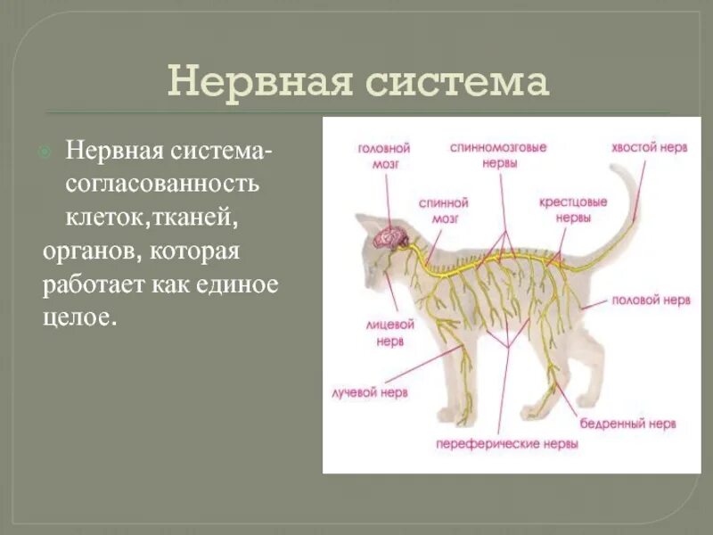 Нервная система млекопитающих 8 класс. Строение нервной системы животных. Нервная система животных схема. Нервная система органов животного. Нервная система животных анатомия.