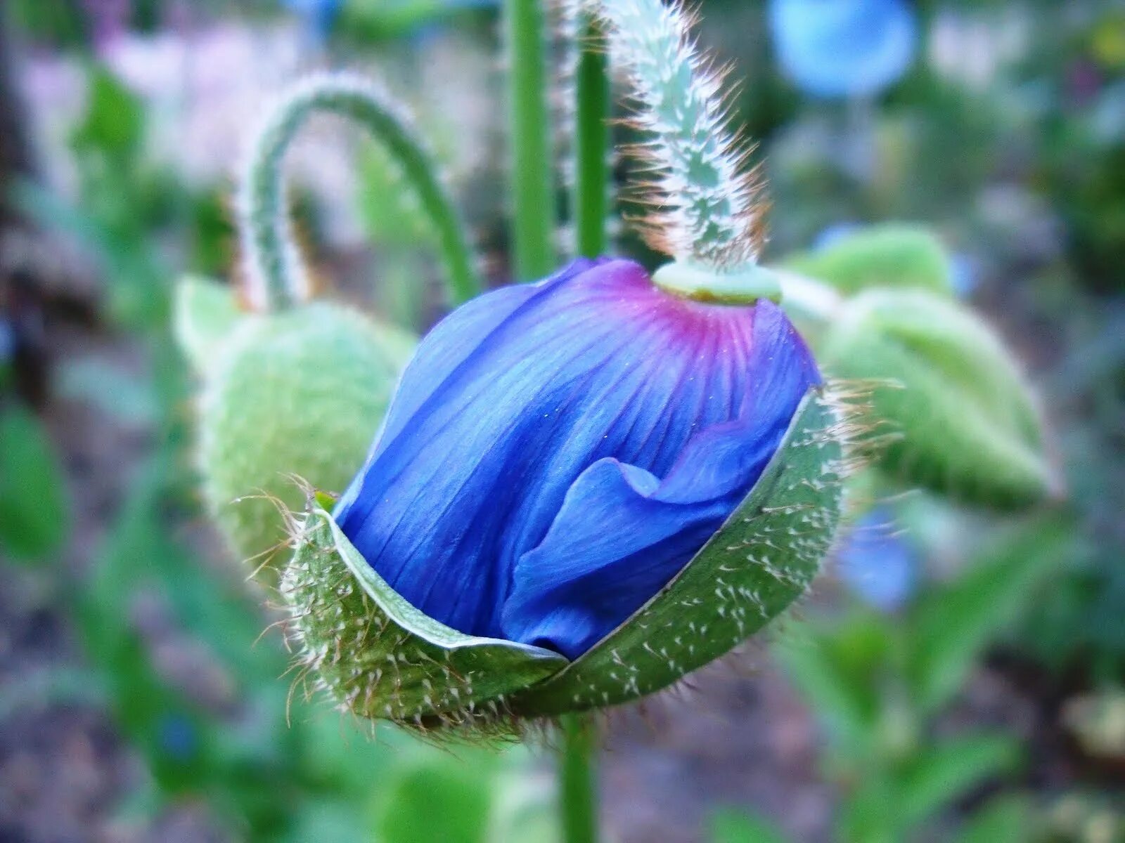 Гималайский голубой мак. Meconopsis Grandis. Альпийский голубой Мак. Меконопсис семена.