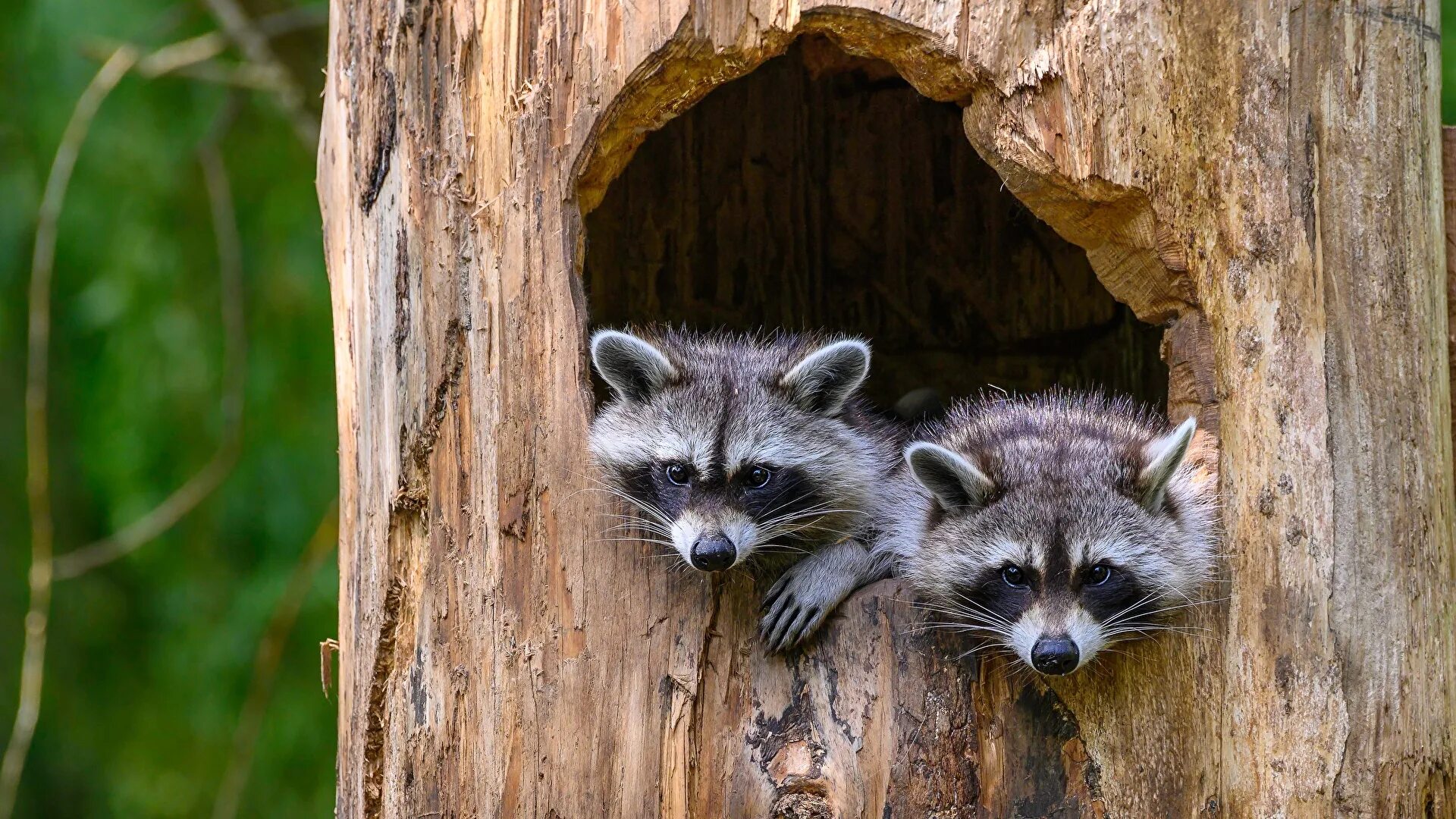 енот-полоскун. енот - полоскун в норе. енот полоскун северная америка. енот живет в лесу. рыжий енот полоскун.
