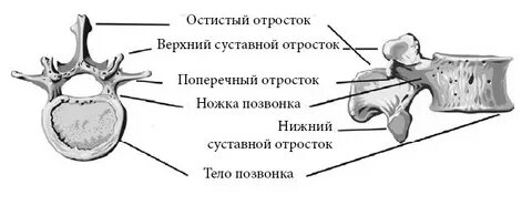 Остистые и поперечные отростки позвонков