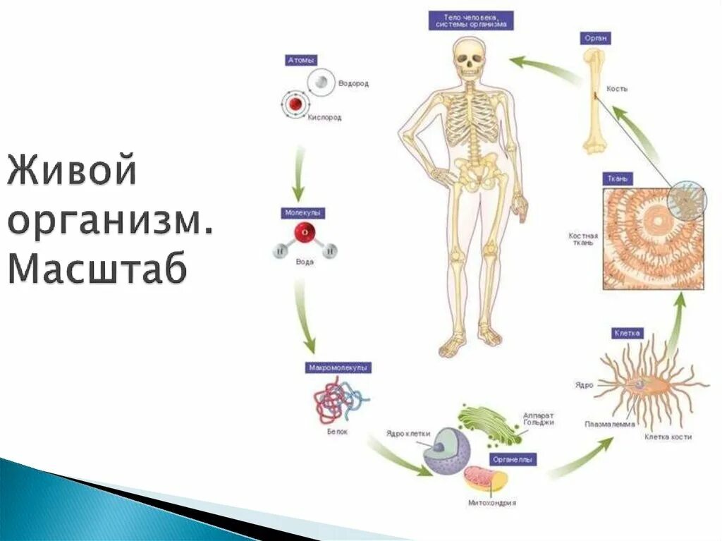 Уровни организации тела человека анатомия. Схема уровни организации организма человека. Структурные уровни организации организма человека. Уровнирганизации организма. Уровень организации тела