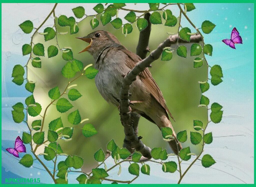 соловей поет ночью. соловей поет. соловей поет. соловей птичка певчая. поющий соловей на звонок.