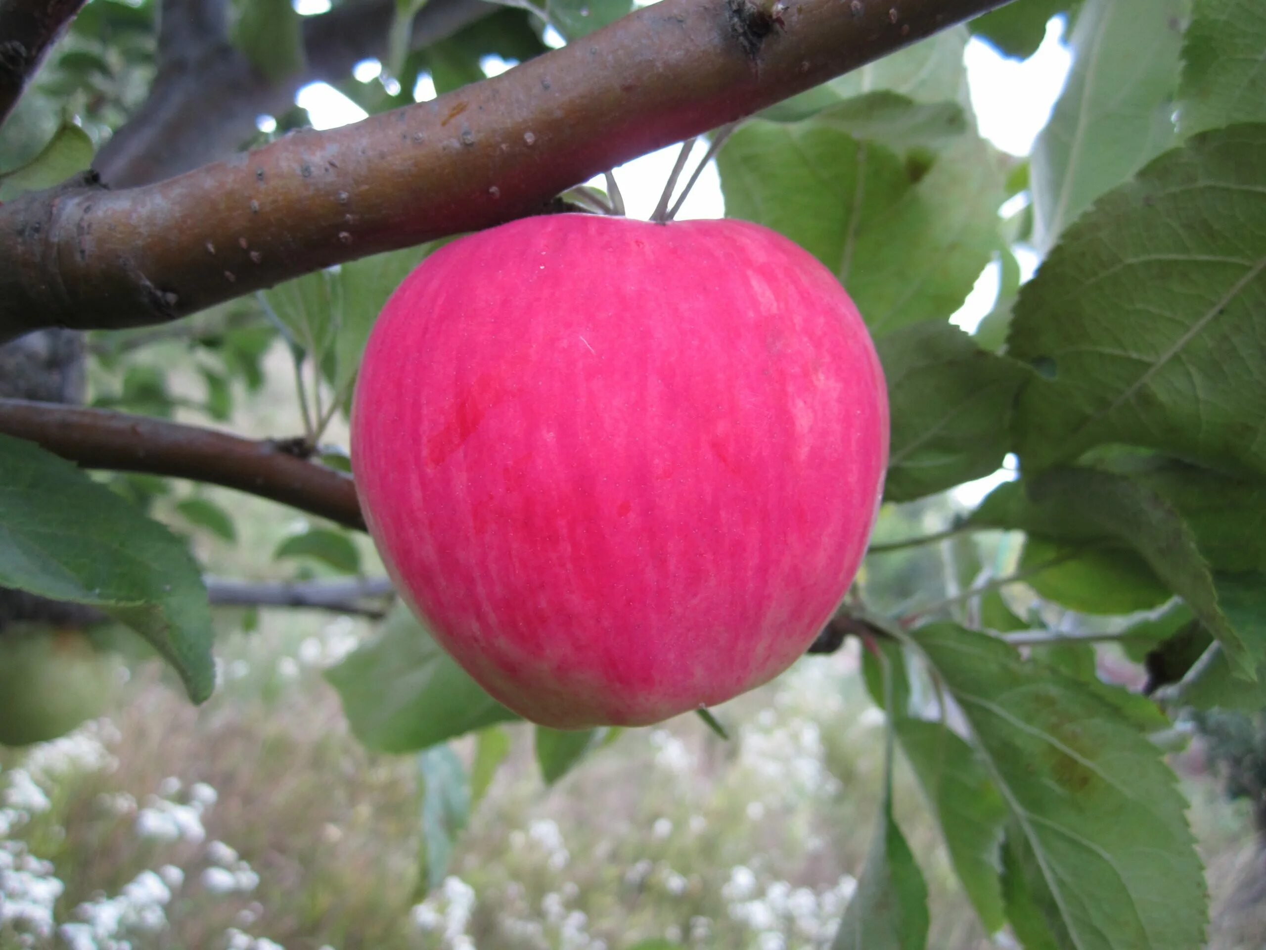 Сорт яблони Мантет. Сорт яблок Мантет. Яблоня "розовый налив" (Malus domestica). Яблоня Мантет (с7,5). Сорт розовый налив