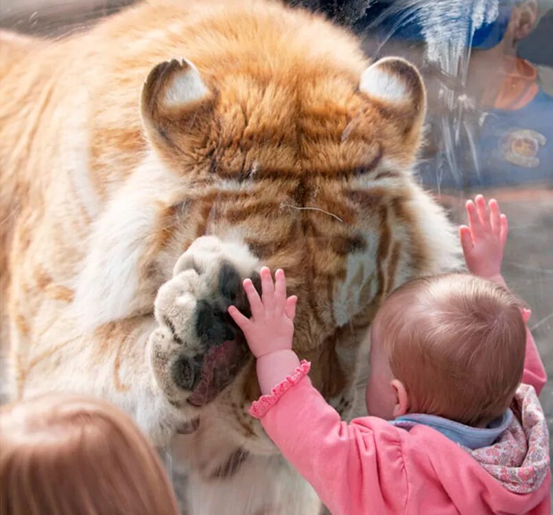 Самая добра картинка. Тигр для детей. Трогательные животные. О доброте. Добро животные.