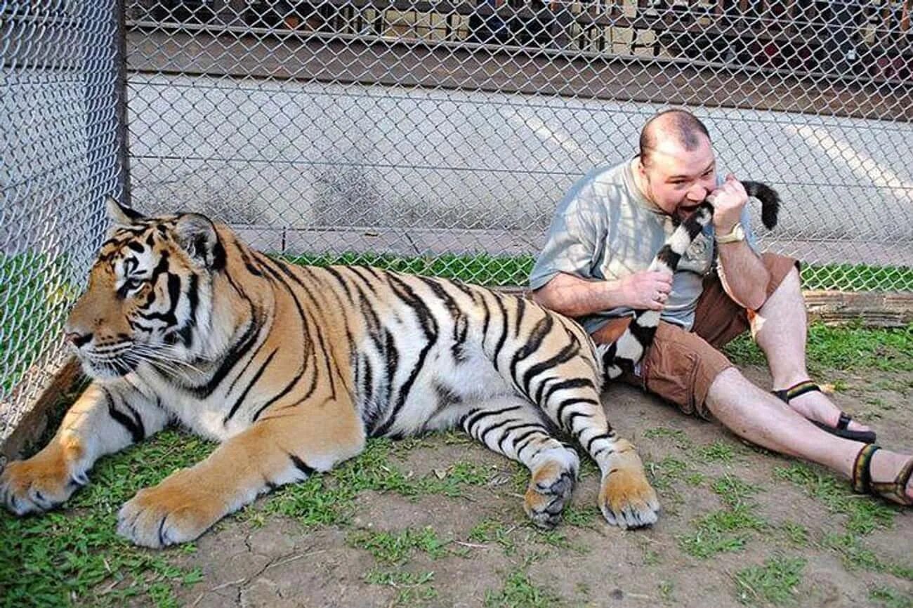 Нелепый тигр. Какие глупые поступки