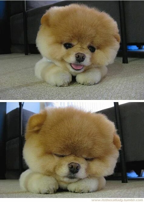Chow chow puppies!! Mini bears Cute dogs, Fluffy dogs, Baby animals