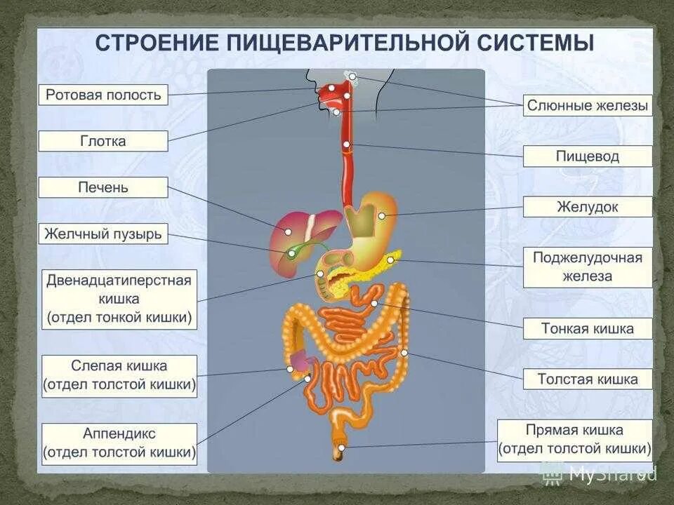 Системы органов человека состав и функции. Пищеварительная система человека строение и функции. Строение пищеварительной системы человека схема. Основные функции отделов пищеварительной системы человека. Строение пищеварительной системы человека 8 класс биология.