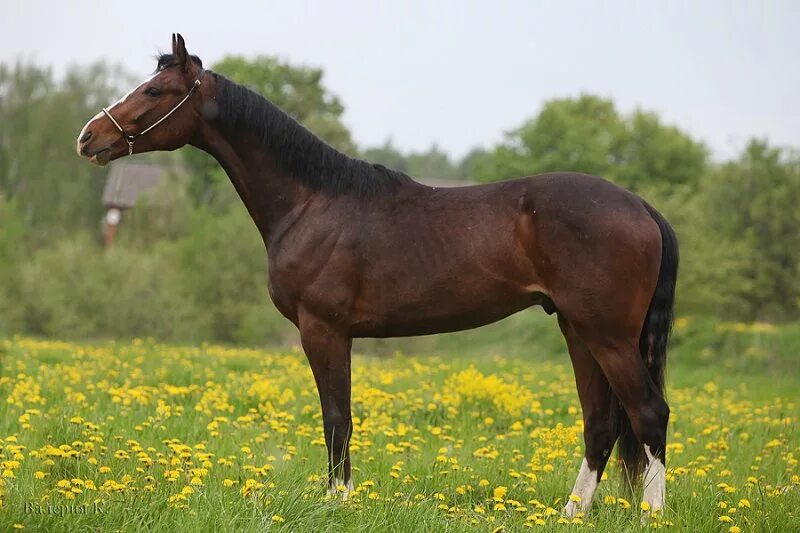 Сайт horse. Латвийская теплокровная порода лошадей. Латвийская упряжная порода. Латвийская теплокровная лошадь. Латвийская упряжная порода лошадей.