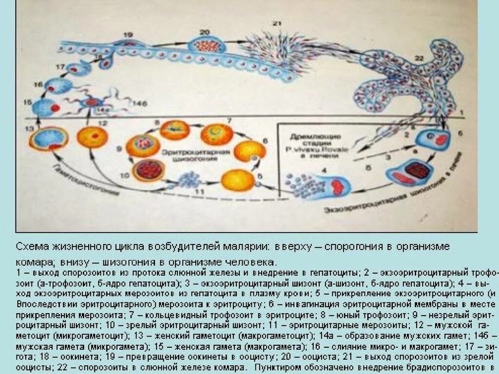 Жизненный цикл возбудителя. Цикл малярийного плазмодия. ЖЦ малярийного плазмодия. Малярия шизогония. Цикл жизни малярийного плазмодия.