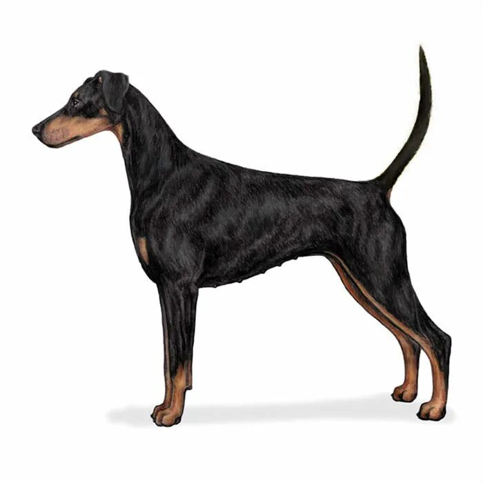 Pride of russia питомник доберманов. Доберман-пинчер европейский. Доберман стандарт. Порода доберман. Немецкий пинчер группа фци.