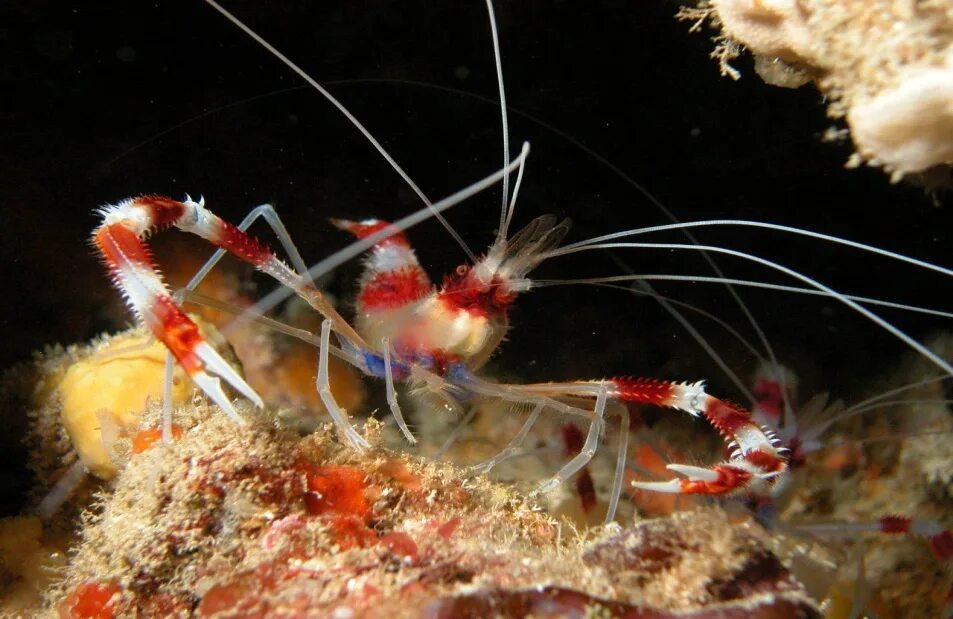 Креветка боксер (Stenopus hispidus). Креветка-боксер (Членистоногие), м /Stenopus hispidus. Креветка Paracrangon echinata.. Креветка-боксер занзибарская, м /Stenopus zanzibaricus.