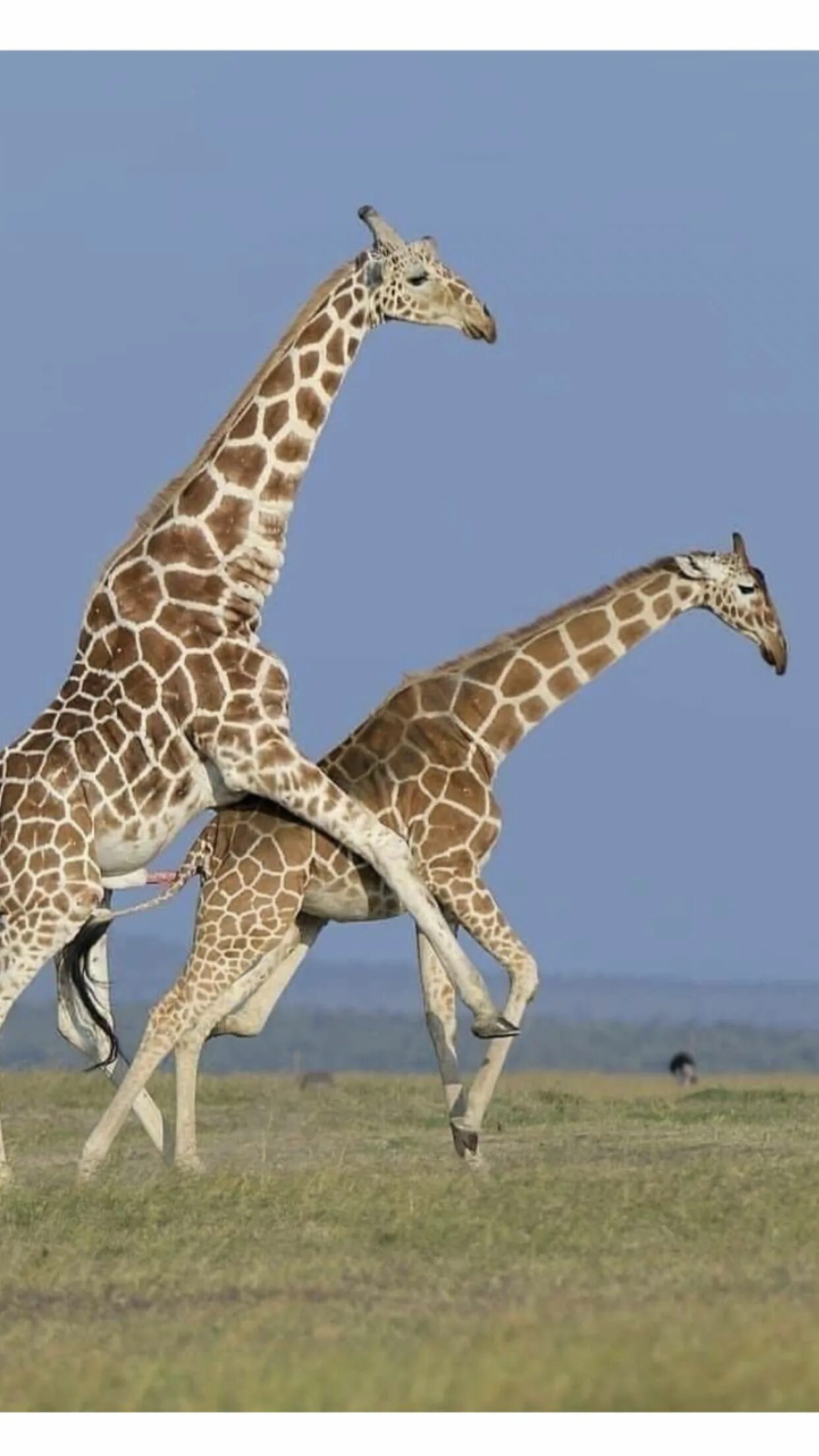 Спаривание Жирафов. Спаривание животных. Половой орган жирафа.