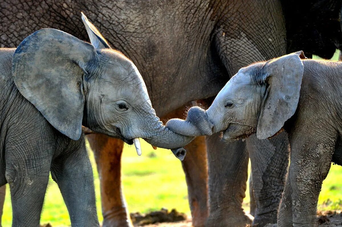 Funny elephant. Слон слониха Слоненок. Милый Слоненок. Слон с детенышем. Детеныши слонов.