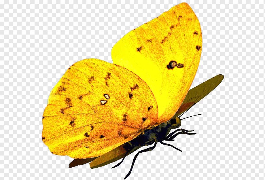 Жёлтая бабочка. Желтая бабочка на прозрачном фоне. Желтая бабочка на белом фоне. Оранжевая бабочка на белом фоне.