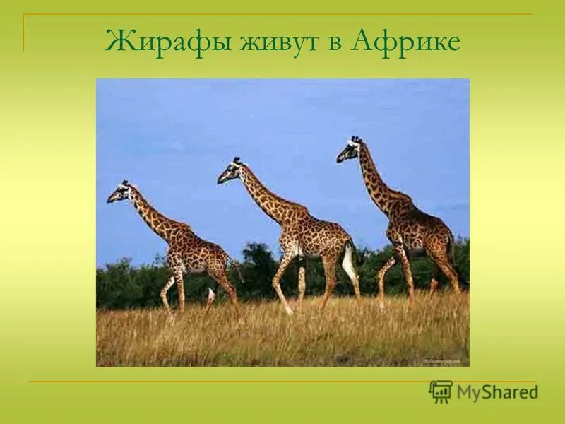 жираф материк. природные зоны жирафа. звери африки. места обитания жирафа на карте. на каком материке живет жираф.