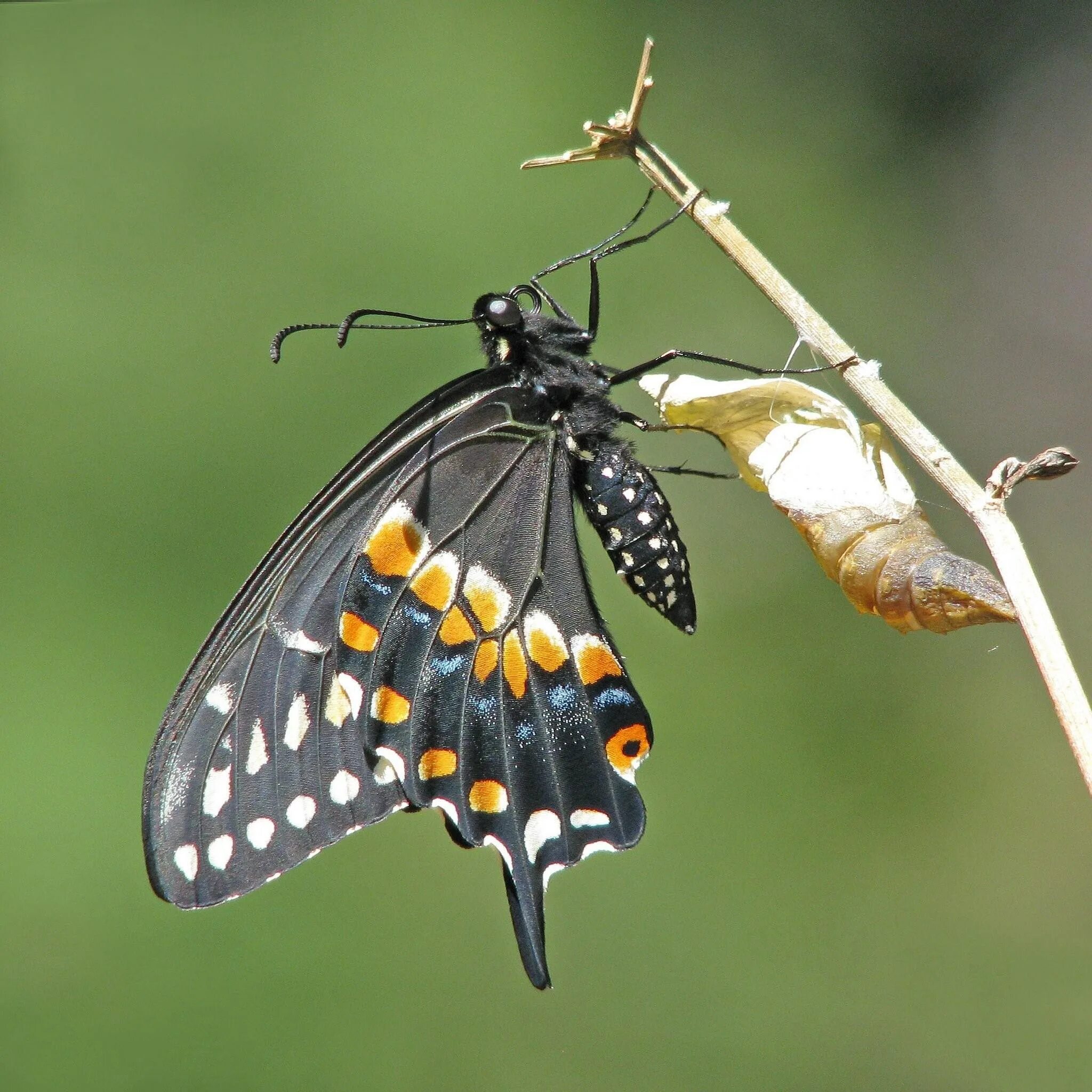 Какие бабочки появляются 1. Black swallowtail бабочка. кокон бабочки монарх. бабочка вылупляется из кокона. бабочка из кокона.