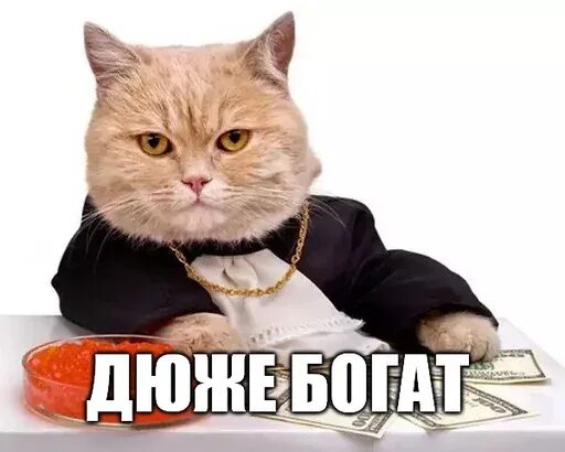 Кот хохол. Богатый кот. Украинский кот Мем. Кот украинец