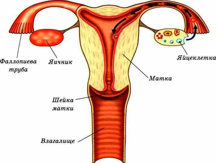 Яичник маточная труба и матка. Яичники и фаллопиевы трубы. Маточные трубы и яичники анатомия. Женские половые органы трубы