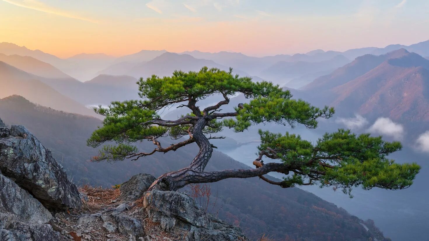 Арча горная. Горная ветвь. Турция горы. Горная ветвь. Сосна веймутова онтарио.