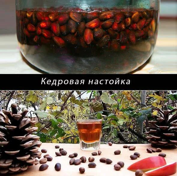 Вред кедровой настойки. Настойка от миомы. Вред кедровой настойки. Вред кедровой настойки. Вред кедровой настойки.