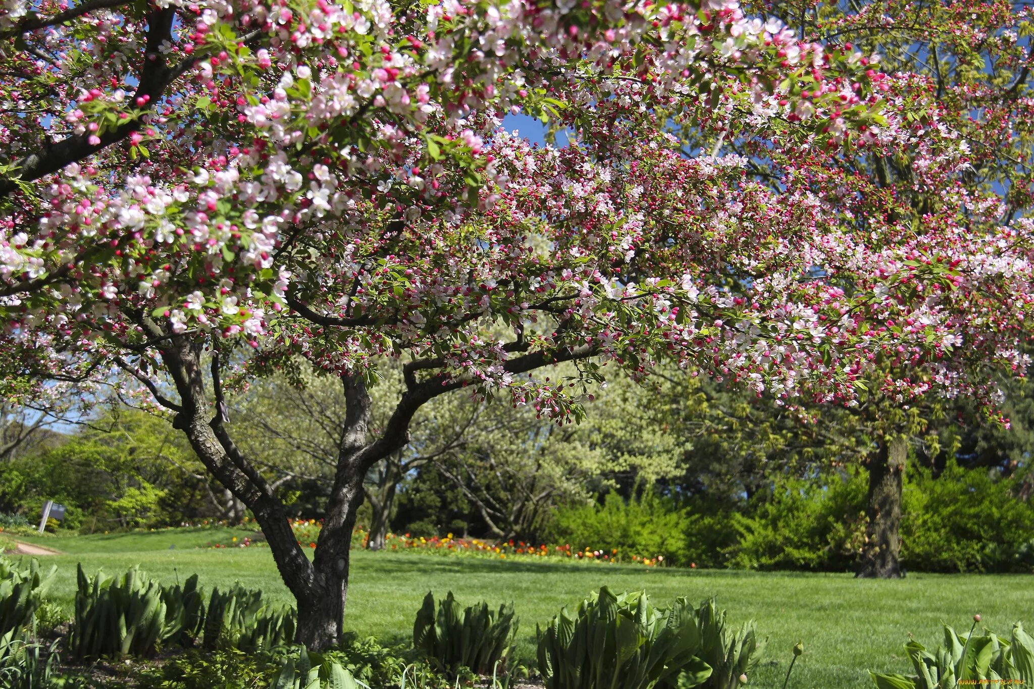 Зацвели сады. Яблоневый сад в цвету дерево. Яблоневый сад в Ботаническом саду. Яблони Ньютона». Кембридж, Ботанический сад. Яблоня Хидден Роуз.
