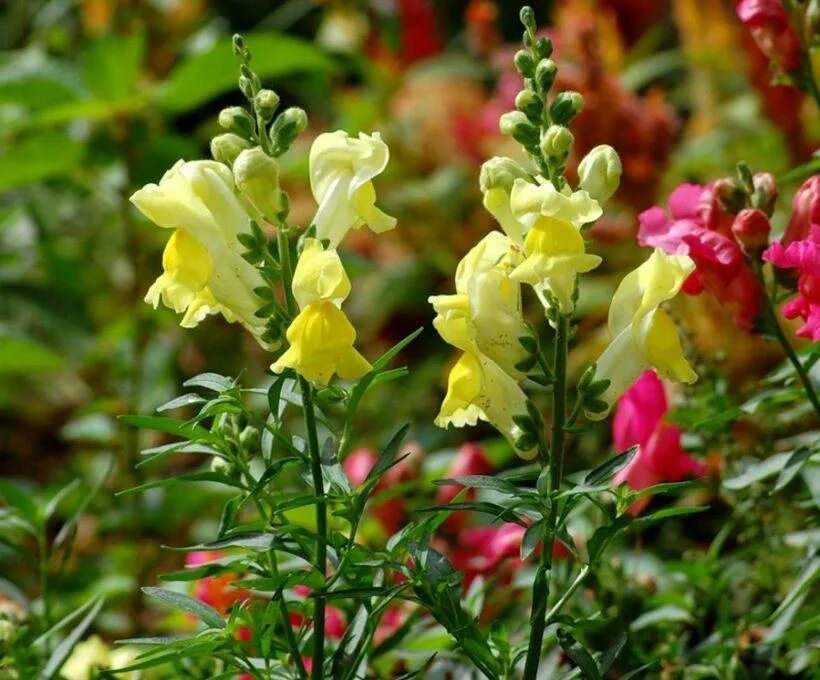 Львиный зев посадка в открытый грунт. Антирринум / antirrhinum. антирринум львиный. львиный зев цветок. львиный зев снеппи микс.