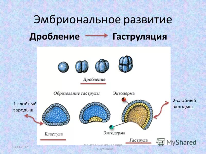 Значение эмбрионального этапа. Эмбриональный период развития зародыша. Онтогенез гаструляция. Периоды развития дробление гаструляция. Эмбриональный период развития бластула.