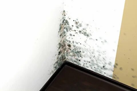 Появилась плесень на стене что делать