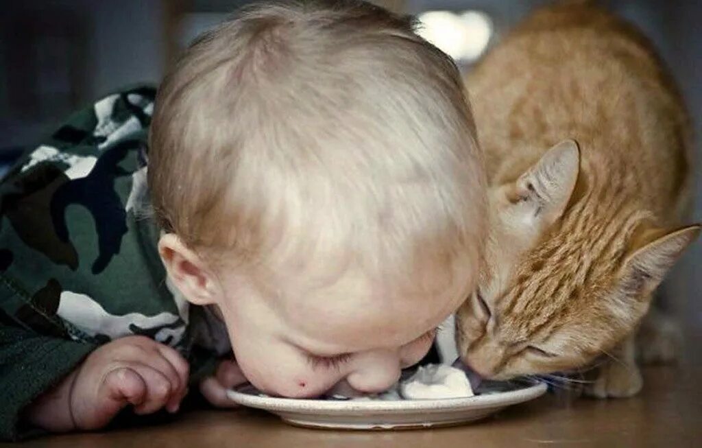 Всех кормит а сама не есть. Дети и коты. Для детей. Животные. Забавные дети и животные. Кошка для детей.