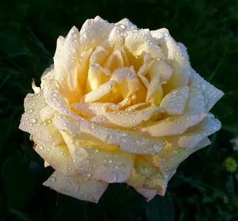 Rose history
