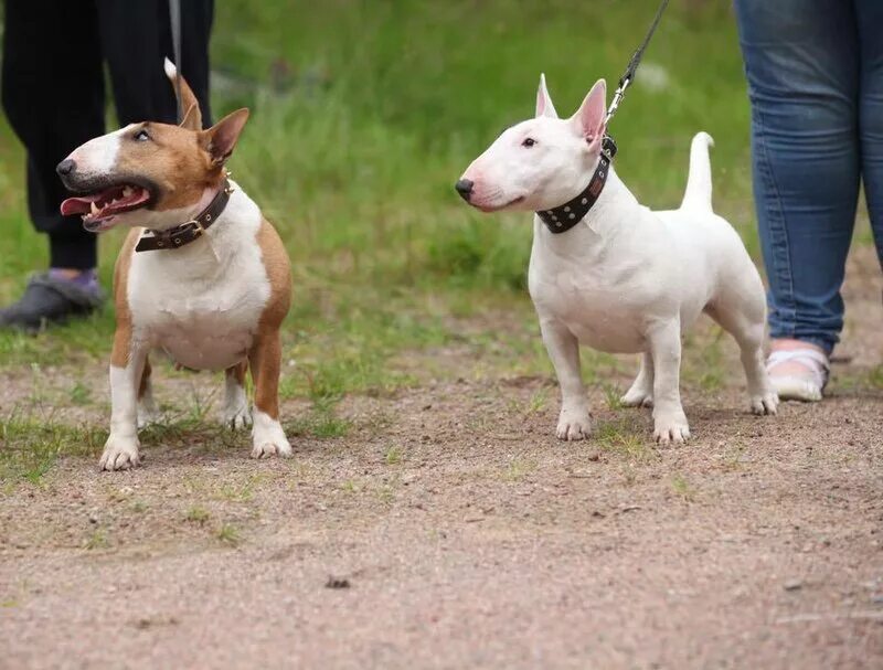 Мини бультерьер и стандартный бультерьер. Бультерьер мини и стандарт. Бультерьер стандарт. Бультерьер мини и стандарт. Миниатюрный бультерьер (miniature bull terrier).
