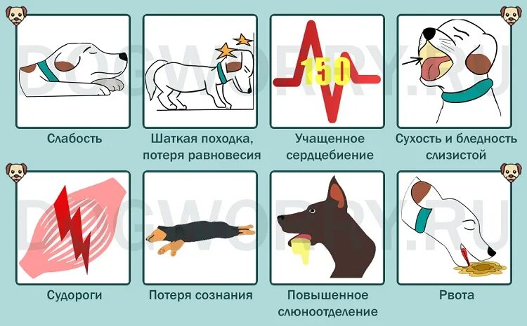 Собака пить после операции