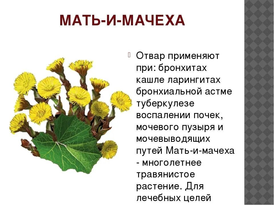 Семена Мать и мачеха, Бамбук Shop 75 семян - отзывы покупателей на Мегамаркет 60