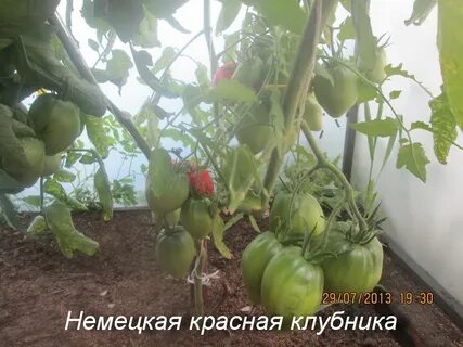 Красная клубника томат описание