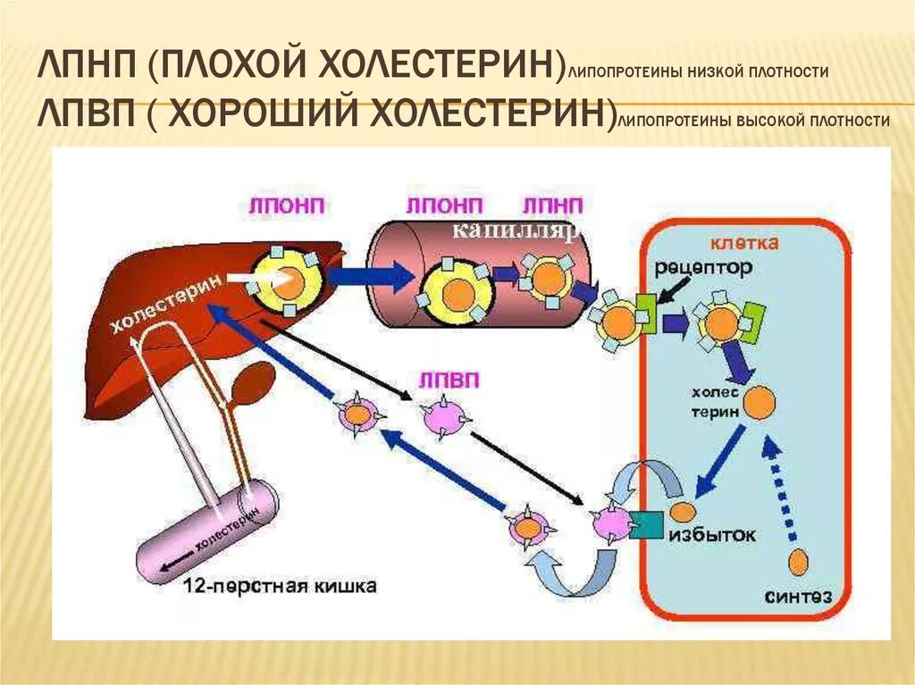Образование холестерина в организме человека биохимия. Метаболизм холестерина схема. Метаболизм липопротеинов очень низкой плотности. Схема транспорта холестерина в организме.
