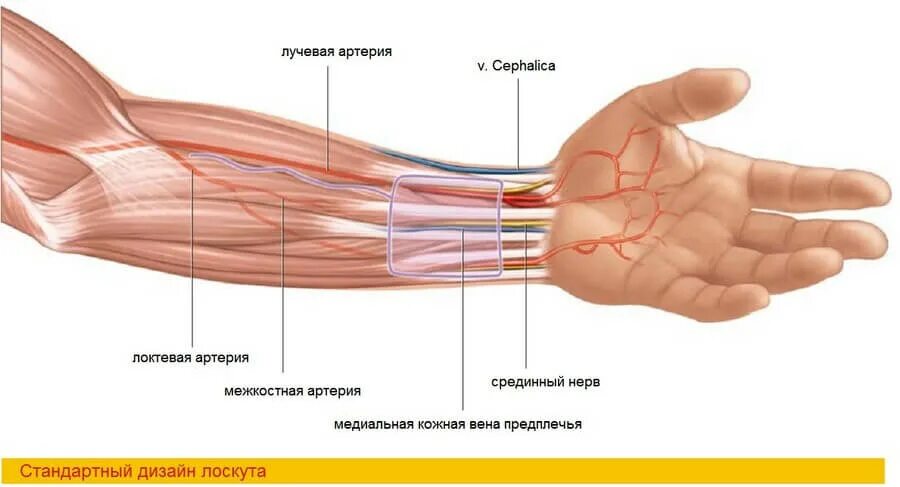 Также на внутренней части. Лучевая артерия и Вена анатомия. Срединный локтевой лучевой нерв анатомия. Лучевая артерия на предплечье.