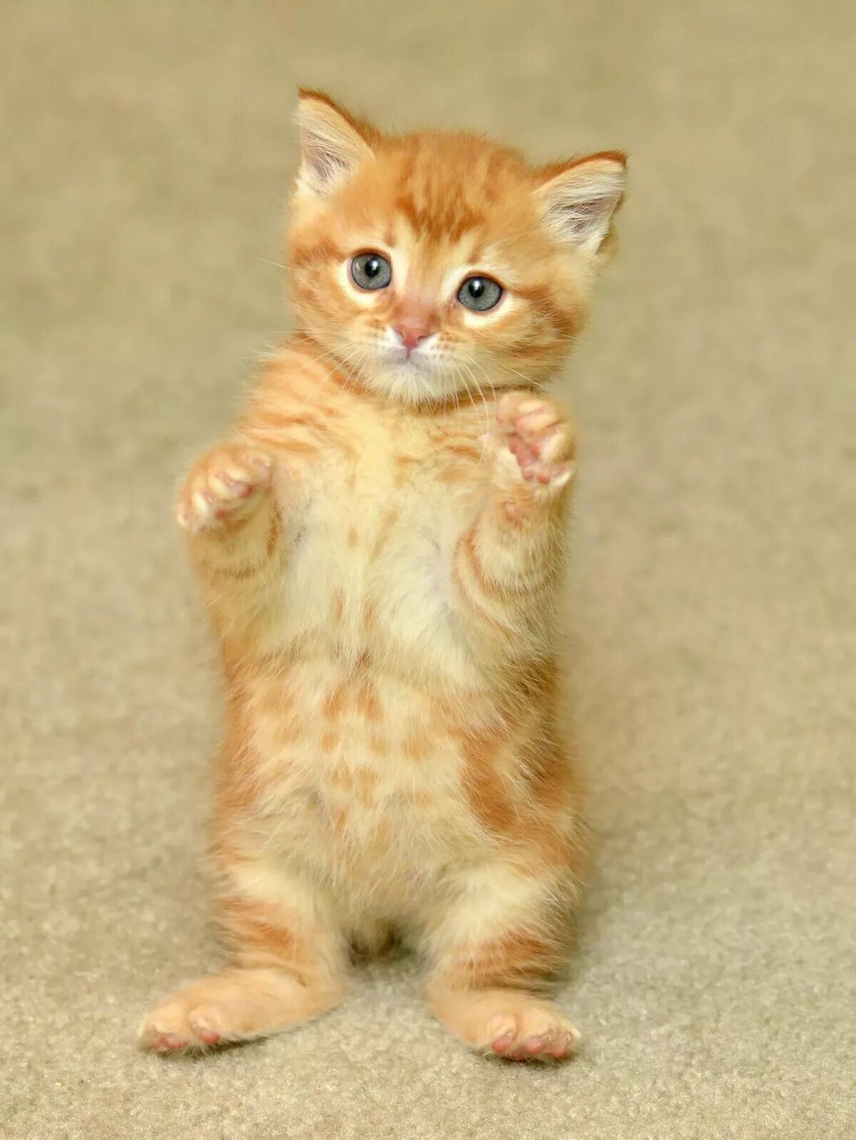 Кошки которые всегда маленькие. Красный табби Ван. Манчкин кошка рыжая. Манчкин рыжий котенок. Манчкин бенгал.