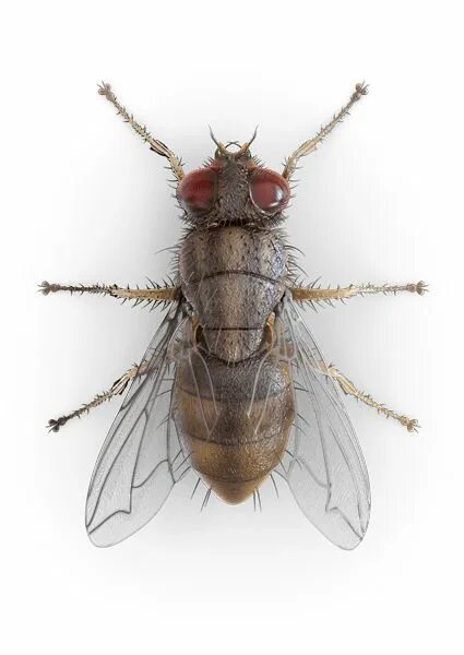 Bugs flies