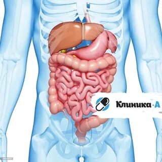 Организм человека кишечник