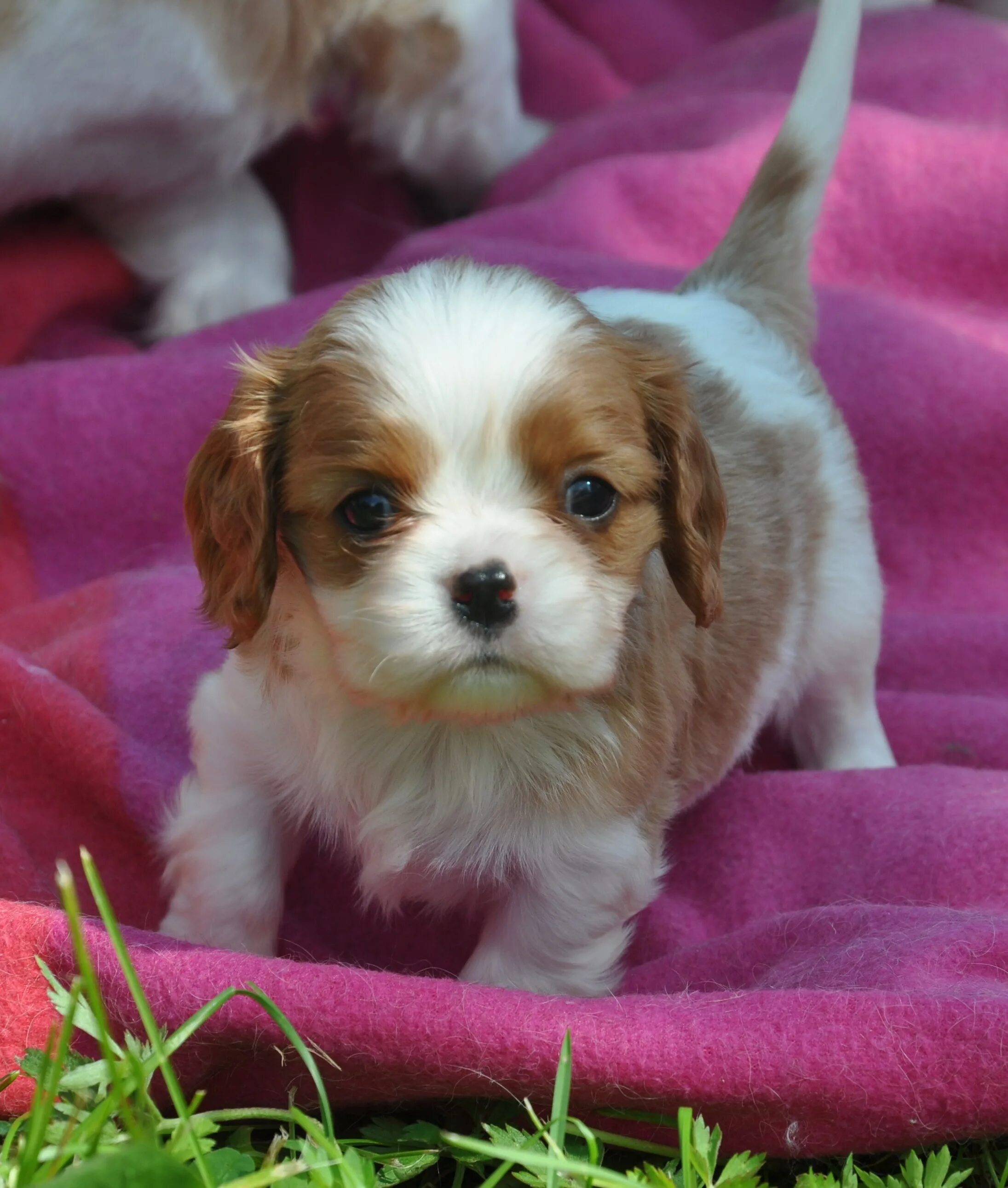 Кавалер иркутск. Салон дверей кавалер иркутск. Егунов актер иркутского драмтеатра. Глаза кавалер кинг чарльз спаниель. Greis merilen hector victorious.