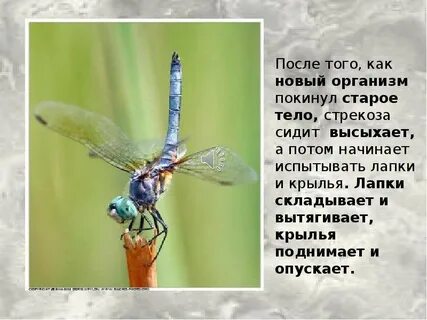 Стрекоза перевод