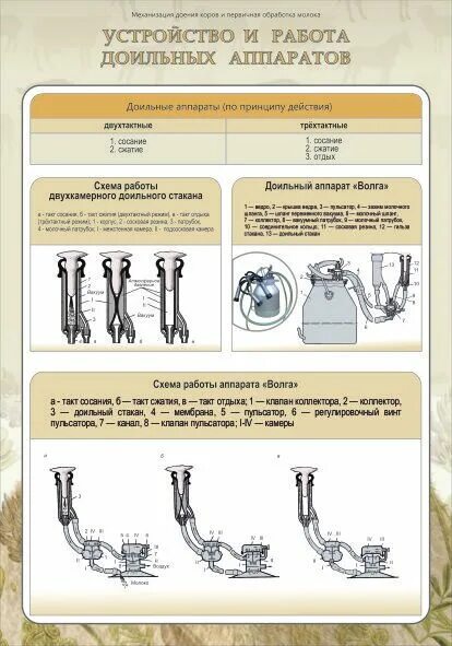Механизированное доение коров. Технология машинного доения коров. Технология доения презентация. Технология машинного доения коров. Основы технологии машинного доения.