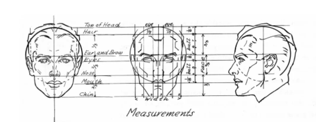 У взрослого человека голова занимает. Золотое сечение голова человека. Конструкция головы человека. Чертеж лица. Пропорции лица человека в профиль.