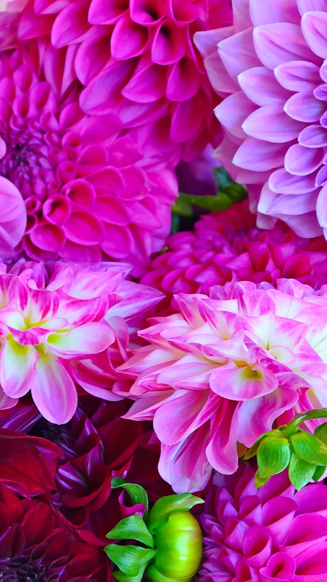 Красивые картинки на обои телефона цветов. Георгины и пионы. Георгин Ванкувер. Фиолетовые цветы. Крупные цветы.