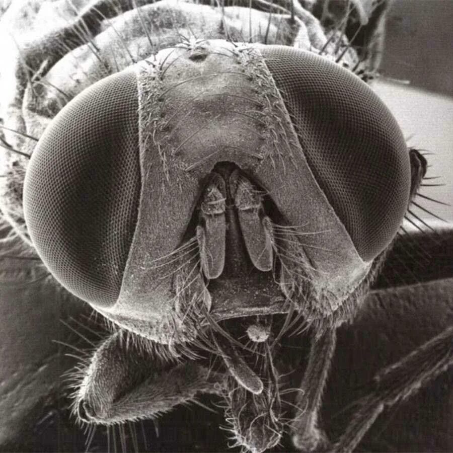 Бактерии на мухе. Зубы мошкары под микроскопом. Астраханская мошка под микроскопом. Волгоградская мошка под микроскопом. Мокрец мошка под микроскопом.