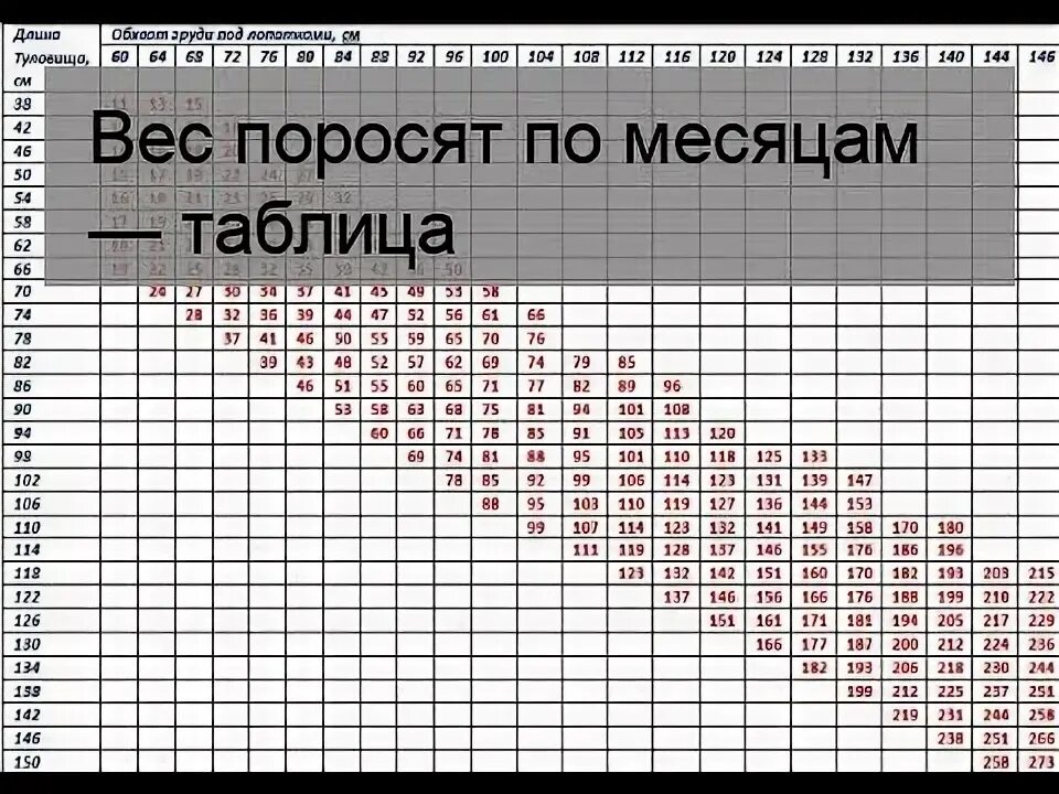 Живая масса свиньи. Таблица взвешивания поросят. Таблица веса свиней по размерам дюрок. Таблица веса свиней по размерам ландрасы. Таблица взвешивания поросят живым весом.