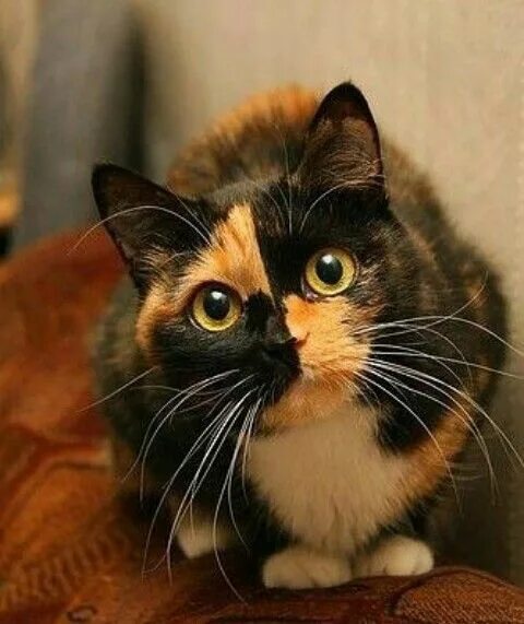 Как выглядит трехцветная кошка Трёхцветная манюня Cats and kittens, Kittens, Kinds of cats