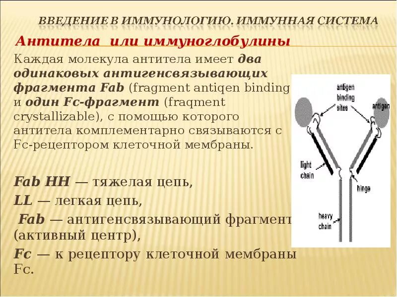 Антител фрагментов. Вариабельные участки антител. Антител фрагментов. Антител фрагментов. Антител фрагментов.