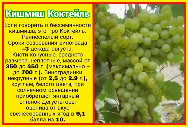 Кишмиш Коктейль - саженцы винограда